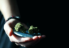 Highway to Happiness: Ordering Weed Online and Enjoying the Ride in Canada